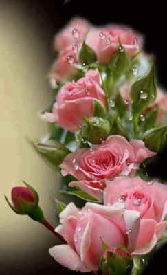 Centro Flores Zambia, Floristería Online, Arreglos Florales, Entrega de Flores a Domicilio, Envíos Urgentes, Regalar Flores Online